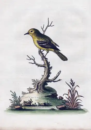 The Green Indian Fly-Catcher - Flycatcher Fliegenschnupper bird birds Vogel Vögel ornithology