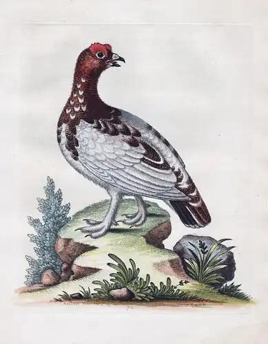 The White Partridge - partridge Rebhuhn Hühner bird birds Vogel Vögel