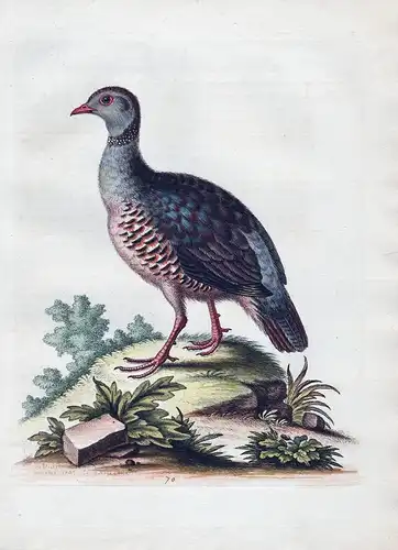 The Red-Legged Partridge from Barbary - partridge Rebhuhn bird birds Vogel Vögel
