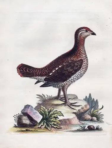 The Brown and Spotted Heathcock - Grouse Auerhahn bird birds Vogel Vögel
