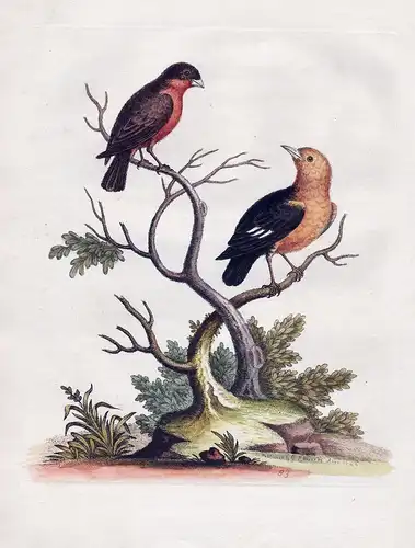 The Little Brown Bull-Finch. The Black and Yellow Manakyn - Bullfinch Gimpel bird birds Vogel Vögel ornitholog