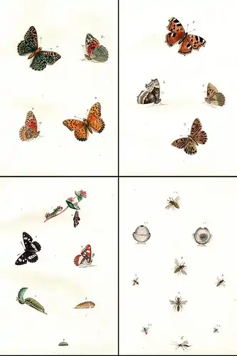 595 aquarellierte Federzeichnungen von Schmetterlingen, deren Raupen, Larven und anderen Insekten auf 92 Blatt