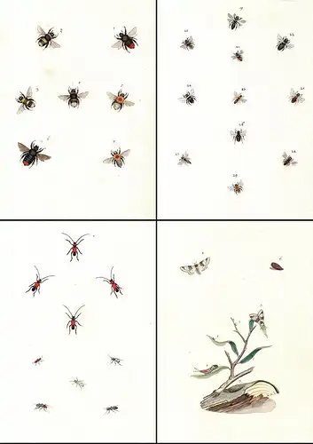595 aquarellierte Federzeichnungen von Schmetterlingen, deren Raupen, Larven und anderen Insekten auf 92 Blatt