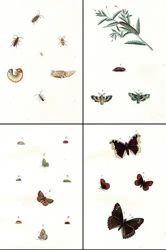595 aquarellierte Federzeichnungen von Schmetterlingen, deren Raupen, Larven und anderen Insekten auf 92 Blatt
