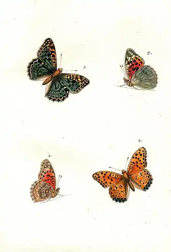 595 aquarellierte Federzeichnungen von Schmetterlingen, deren Raupen, Larven und anderen Insekten auf 92 Blatt