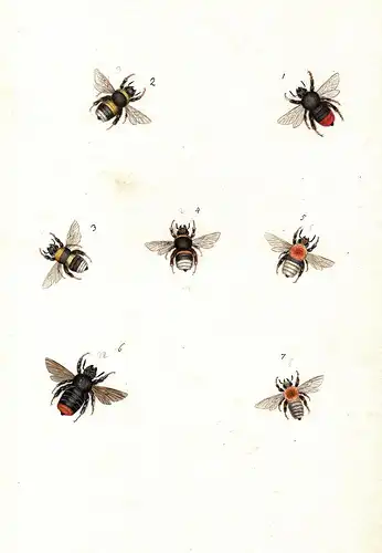 595 aquarellierte Federzeichnungen von Schmetterlingen, deren Raupen, Larven und anderen Insekten auf 92 Blatt