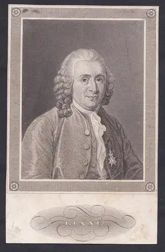 Linné - Carl Linnaeus Linne (1707-1778) Swedish botanist zoologist physician Portrait