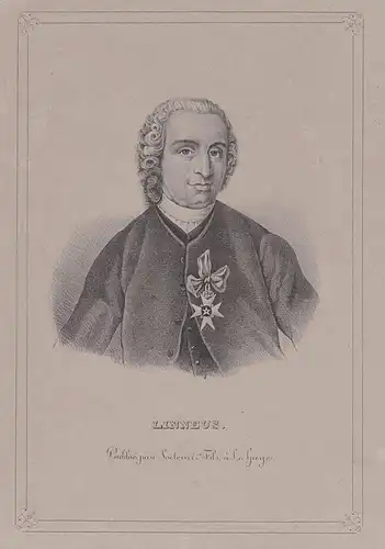 Linneus - Carl Linnaeus (1707-1778) Linne Swedish botanist zoologist zoology Lithographie