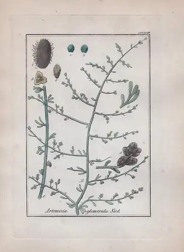 Artemisia glomerata Sieb. - Kräuter Heilkräuter herbal herbs Original Kupferstich