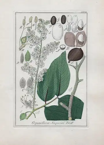 Copaifera Jaquini Desf. - Copaifera Copaiba Kräuter Heilkräuter herbal herbs Original Kupferstich