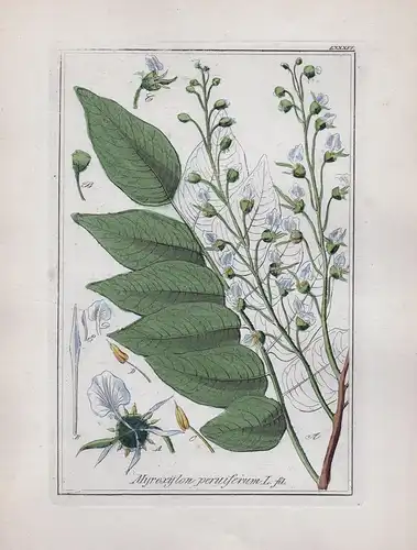 Myroxylon peruiferum. - Myroxylon tree tropical forest Kräuter Heilkräuter herbal herbs Original Kupferstich