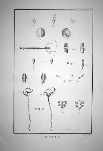 Insectes - Insects copepods Pacific Ocean Ruderfußkrebse Insekten Atlas du Voyage de la Perouse