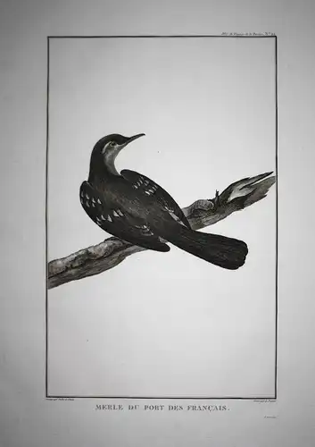 Merle du port des francais - Alaska America common blackbird bird birds Atlas du Voyage de la Perouse