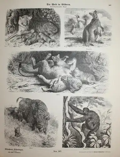 Die Welt in Bildern. Fünfundzwanzigster Bogen. - Tiere animals Wolf Känguruh Löwe Bison Orang-Utan Münchener B