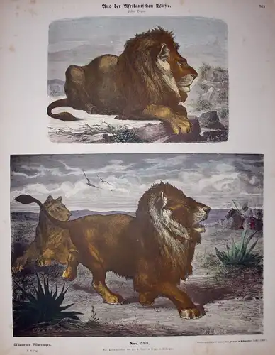 Aus der Afrikanischen Wüste. Erster Bogen. - Löwe Löwen Lion Lions Afrika Africa 1. Bogen Münchener Bilderboge