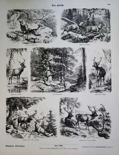 Der Hirsch - Hirsche Hirsche Rehe Rehwild Wild deer Münchener Bilderbogen Nr. 780