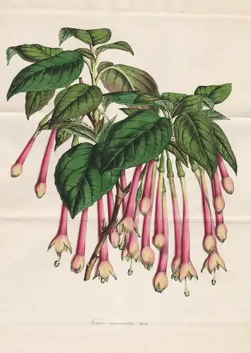 Fuchsia Macrantha - Peru Fuchsien flower flowers Blume Botanik Botanical Botany antique print