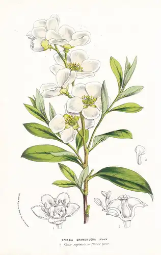 Spirea Grandiflora  - Spiere China Blume flower flowers Blume Botanik Botanical Botany antique print