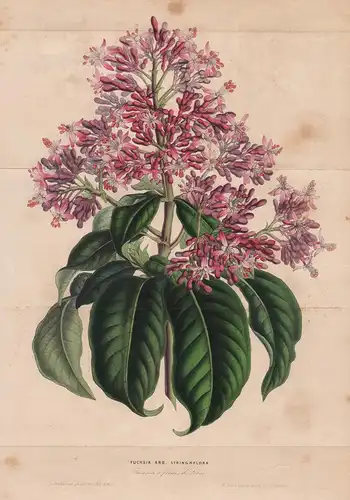 Fuchsia Arborescens Syringaeflora - Fuchsien Blume flower flowers Blume Botanik Botanical Botany antique print