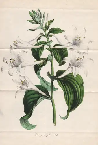 Funkia Grandiflora - Japan flower flowers Blume Botanik Botanical Botany antique print