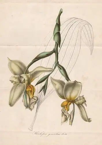 Stanhopea Graveolens - Peru Orchid Orchidee flower flowers Blume Botanik Botanical Botany antique print