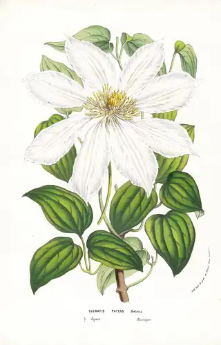 Clematis Patens - Japan Blume flower flowers Blume Botanik Botanical Botany antique print