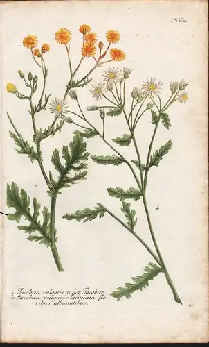 a. Jacobaea vulgaris major, Jacobae. b. Jacobaea vulgaris laciniata floribus albicantibus. / N. 600 - jasmine
