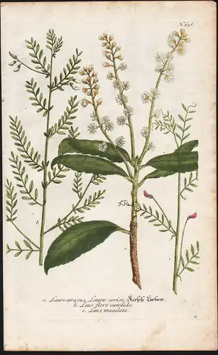 a. Lauro cerasus, Laurie cerise, Kirsch Lorbeer....  / N. 636 - Lorbeerkirsche laurel Botanik botany botanique
