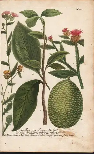a. Jaca seu Fanax, Sursack. b. Jacea Austriaca latigolia villoso capite... / N. 592 - Botanik botany botanique