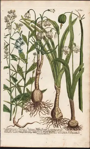 a. Lepidium seu Piperitis, Passerage Pfeffer Kraut.  / N. 642 - Lepidium pepperweed Pfefferkraut Botanik botan