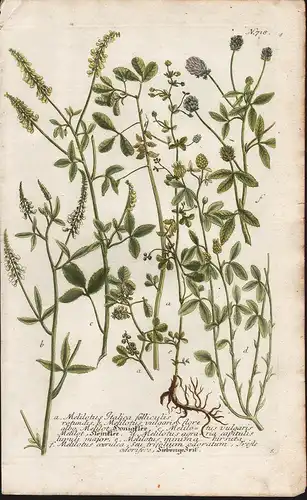 a. Melilotus Italica folliculis rotundis. b. Melilotus vulgaris... / N. 718 - Steinklee Honigklee melilot swee