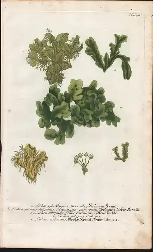 a. Lichen vel Muscus Saxatilis....  / N. 648 - Lichen Flechte Botanik botany botanique Phytanthoza iconographi