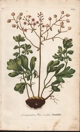 Leontopetalon, Pate de Lion, Löwenblatt.  / N. 639 - Leontice Löwenblatt Botanik botany botanique Phytanthoza
