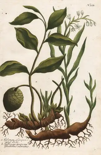 a. Galanga Lampoejang dicta. b. Galanga species seu Gladiolus odoratus. / N. 527 - galangal  Thai-Ingwer Botan