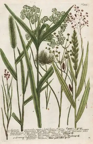 a. Gramen cyperoides majus latifolium, Carex, Cyper-gras... / N. 555 - Cyperus  Zypergräser Botanik botany bot