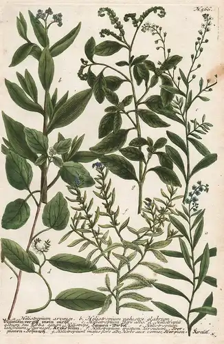 a. Heliotropium arvense... / N. 566 - heliotrope Vanilleblume Botanik botany botanique Phytanthoza iconographi