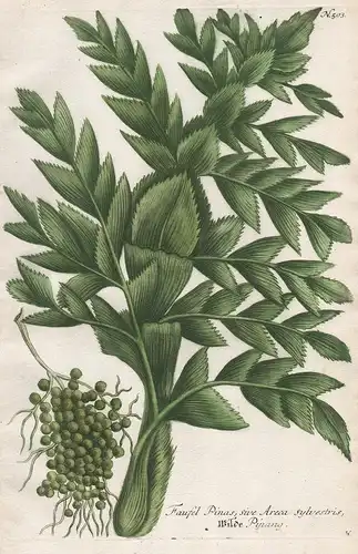 Faufel Pinas, sive Areca sylvestris / Wilde Pinang. - date palm Botanik botany botanique Phytanthoza iconograp