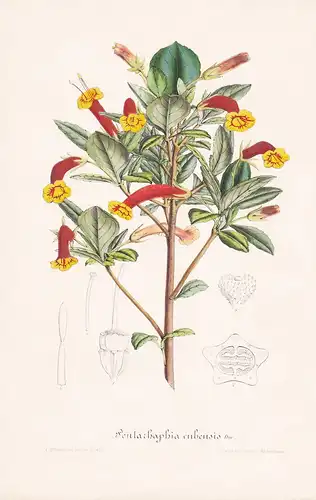 Pentarhaphia Cubensis - Cuba Kuba Blume flower flowers Blume Botanik Botanical Botany antique print