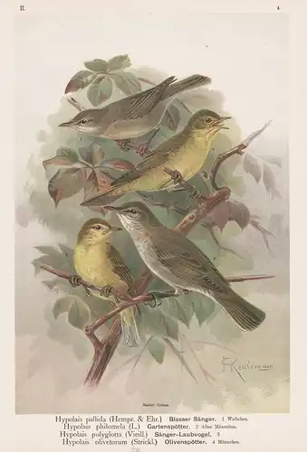 Blasser Sänger, Gartenspötter, Sänger-Laubvogel Olivenspötter -  Vogel Vögel bird birds