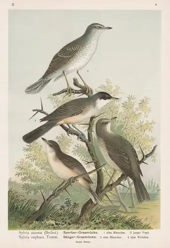 Sperber-Grasmücke, Sänger-Grasmücke -  Grasmücken typical warblers Vogel Vögel bird birds