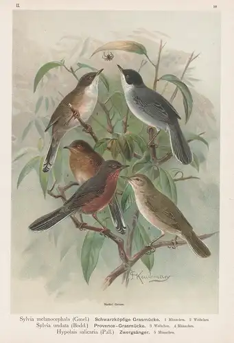 Schwarzköpfige Grasmücke, Provence-Grasmücke, Zwergsänger - Grasmücke typical warblers Vogel Vögel bird birds