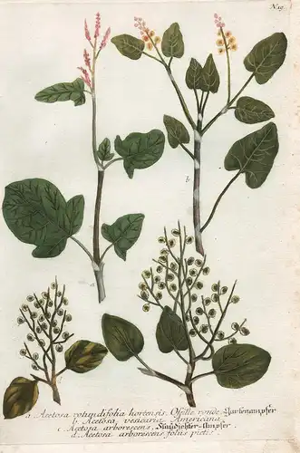 a. Acetosa rotundifolia hortensis... Gartenampfer. b. Acetosa vesicaria Americana. c. Acetosa arborescens Stau