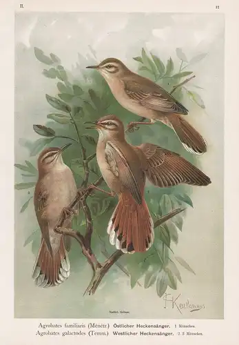 Östlicher Heckensänger, Westlicher Heckensänger - rufous-tailed scrub robin Vogel Vögel bird birds