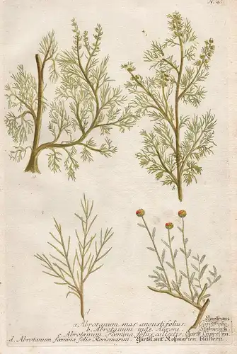 a. Abrotanum mas angustifolius. Gartram. b. Abrotanum mas Aurone. Stabwürtz. - southernwood Artemisia Botanik