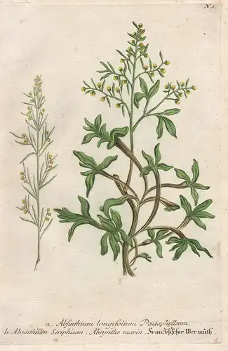 a. Absinthium longifolium Pentaphylleum. b. Absinthium Seriphium. Absynthe marin. Französischer Wermuth. - Wer