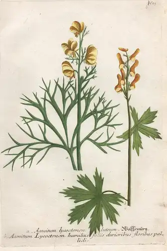 a. Aconitum lycoctonon lutem. Wollfswürtz, b. Aconitum Lycoctonon humilius foliis durioribus floribus palidis.