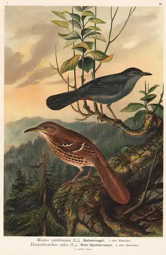 Katzenvogel Rote Spottdrossel - Drossel Vogel Vögel bird birds