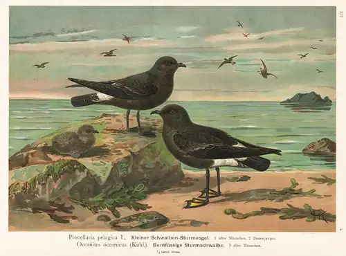 Kleiner Schwalben-Sturmvogel - Buntfüssige Sturmschwalbe - Schwalbe / Water bird Wasser Vogel Vögel bird birds