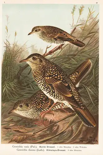 Bunte Drossel Himalaya-Drossel - Drossel Vogel Vögel  bird birds