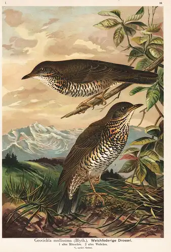 Weichfederige Drossel - Drossel Vogel Vögel  bird birds
